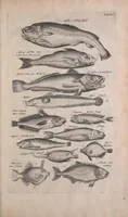 An illustration from Historiae naturalis de quadrupedibus libri : cum aeneis figuris (1657)