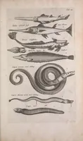 An illustration from Historiae naturalis de quadrupedibus libri : cum aeneis figuris (1657)