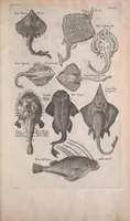 An illustration from Historiae naturalis de quadrupedibus libri : cum aeneis figuris (1657)