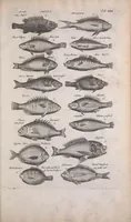Picture 4 of 36 from Historiae naturalis de quadrupedibus libri : cum aeneis figuris (1657), leaf 201