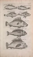 An illustration from Historiae naturalis de quadrupedibus libri : cum aeneis figuris (1657)