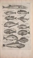 An illustration from Historiae naturalis de quadrupedibus libri : cum aeneis figuris (1657)