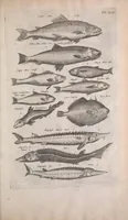 An illustration from Historiae naturalis de quadrupedibus libri : cum aeneis figuris (1657)