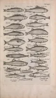 An illustration from Historiae naturalis de quadrupedibus libri : cum aeneis figuris (1657)