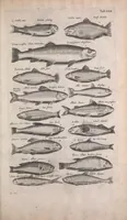 An illustration from Historiae naturalis de quadrupedibus libri : cum aeneis figuris (1657)