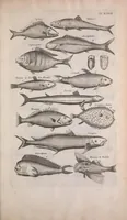 Picture 10 of 36 from Historiae naturalis de quadrupedibus libri : cum aeneis figuris (1657), leaf 239