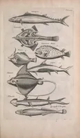 An illustration from Historiae naturalis de quadrupedibus libri : cum aeneis figuris (1657)
