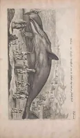Picture 12 of 36 from Historiae naturalis de quadrupedibus libri : cum aeneis figuris (1657), leaf 257