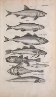 An illustration from Historiae naturalis de quadrupedibus libri : cum aeneis figuris (1657)