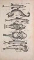 An illustration from Historiae naturalis de quadrupedibus libri : cum aeneis figuris (1657)