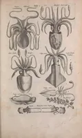 An illustration from Historiae naturalis de quadrupedibus libri : cum aeneis figuris (1657)