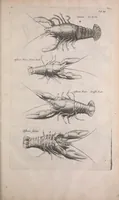 An illustration from Historiae naturalis de quadrupedibus libri : cum aeneis figuris (1657)