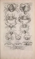 An illustration from Historiae naturalis de quadrupedibus libri : cum aeneis figuris (1657)