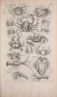 An illustration from Historiae naturalis de quadrupedibus libri : cum aeneis figuris (1657)