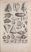 An illustration from Historiae naturalis de quadrupedibus libri : cum aeneis figuris (1657)