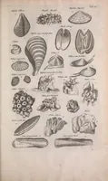 Picture 21 of 36 from Historiae naturalis de quadrupedibus libri : cum aeneis figuris (1657), leaf 357