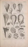 An illustration from Historiae naturalis de quadrupedibus libri : cum aeneis figuris (1657)