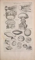 An illustration from Historiae naturalis de quadrupedibus libri : cum aeneis figuris (1657)