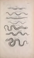 Picture 24 of 36 from Historiae naturalis de quadrupedibus libri : cum aeneis figuris (1657), leaf 415