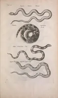 An illustration from Historiae naturalis de quadrupedibus libri : cum aeneis figuris (1657)