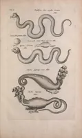 An illustration from Historiae naturalis de quadrupedibus libri : cum aeneis figuris (1657)