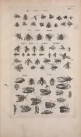 An illustration from Historiae naturalis de quadrupedibus libri : cum aeneis figuris (1657)