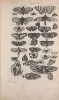 An illustration from Historiae naturalis de quadrupedibus libri : cum aeneis figuris (1657)