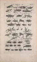 An illustration from Historiae naturalis de quadrupedibus libri : cum aeneis figuris (1657)