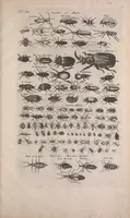 An illustration from Historiae naturalis de quadrupedibus libri : cum aeneis figuris (1657)