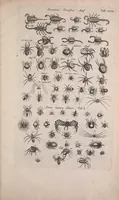 An illustration from Historiae naturalis de quadrupedibus libri : cum aeneis figuris (1657)