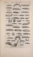 An illustration from Historiae naturalis de quadrupedibus libri : cum aeneis figuris (1657)