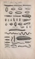An illustration from Historiae naturalis de quadrupedibus libri : cum aeneis figuris (1657)
