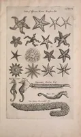 An illustration from Historiae naturalis de quadrupedibus libri : cum aeneis figuris (1657)
