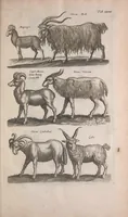 An illustration from Historiae naturalis de quadrupedibus libri : cum aeneis figuris (1657)