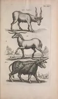 An illustration from Historiae naturalis de quadrupedibus libri : cum aeneis figuris (1657)