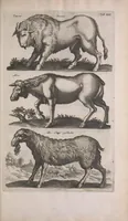 An illustration from Historiae naturalis de quadrupedibus libri : cum aeneis figuris (1657)