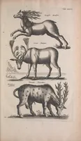 Picture 14 of 39 from Historiae naturalis de quadrupedibus libri : cum aeneis figuris (1657), leaf 151