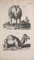 An illustration from Historiae naturalis de quadrupedibus libri : cum aeneis figuris (1657)