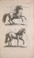 Picture 1 of 39 from Historiae naturalis de quadrupedibus libri : cum aeneis figuris (1657), leaf 17