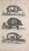 Picture 16 of 39 from Historiae naturalis de quadrupedibus libri : cum aeneis figuris (1657), leaf 177