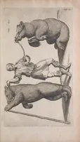 Picture 19 of 39 from Historiae naturalis de quadrupedibus libri : cum aeneis figuris (1657), leaf 209
