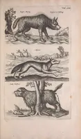 An illustration from Historiae naturalis de quadrupedibus libri : cum aeneis figuris (1657)