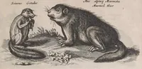 Picture 21 of 39 from Historiae naturalis de quadrupedibus libri : cum aeneis figuris (1657), leaf 247