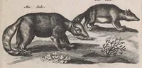 An illustration from Historiae naturalis de quadrupedibus libri : cum aeneis figuris (1657)
