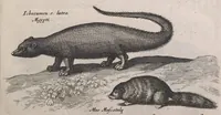 An illustration from Historiae naturalis de quadrupedibus libri : cum aeneis figuris (1657)