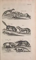 An illustration from Historiae naturalis de quadrupedibus libri : cum aeneis figuris (1657)