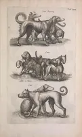 Picture 25 of 39 from Historiae naturalis de quadrupedibus libri : cum aeneis figuris (1657), leaf 275