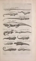 Picture 26 of 39 from Historiae naturalis de quadrupedibus libri : cum aeneis figuris (1657), leaf 301