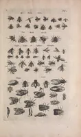 Picture 28 of 39 from Historiae naturalis de quadrupedibus libri : cum aeneis figuris (1657), leaf 347