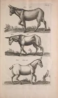 An illustration from Historiae naturalis de quadrupedibus libri : cum aeneis figuris (1657)